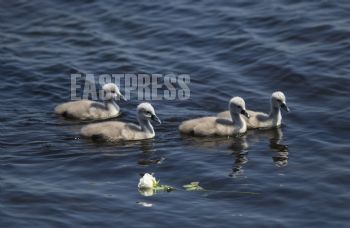 EA292152, Eastpress, Kotka, Finland
